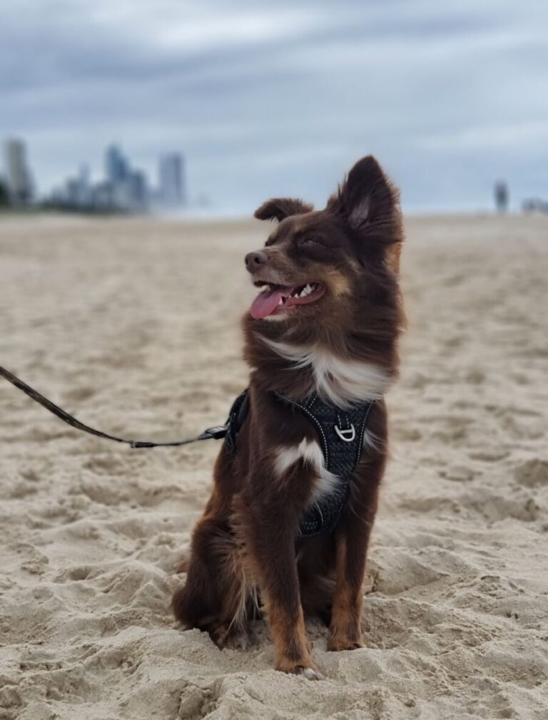 A vertical portrait of Monte, a mahogany Miniature American Shepherd, sitting on a sandy beach. He is wearing a black harness and lead, looking off to the side with his tongue out in a happy expression. His ears are blowing in the wind, and a blurred skyline of high-rise buildings is visible on the distant horizon under a cloudy sky.