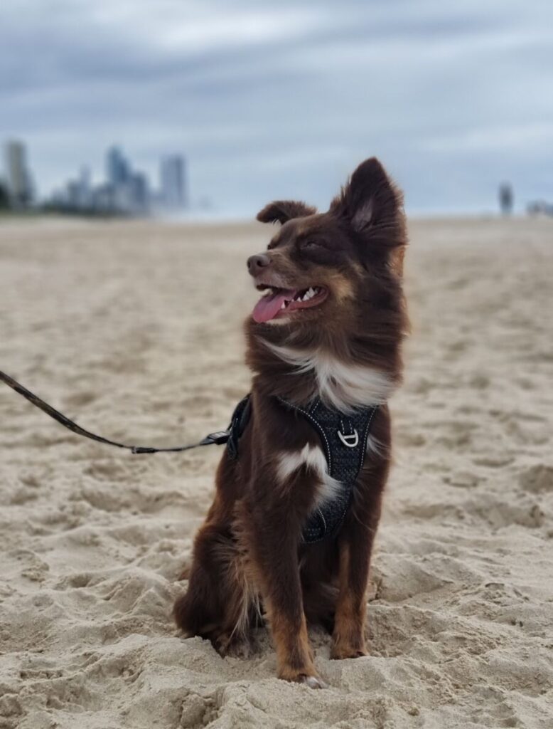 A vertical portrait of Monte, a mahogany Miniature American Shepherd, sitting on a sandy beach. He is wearing a black harness and lead, looking off to the side with his tongue out in a happy expression. His ears are blowing in the wind, and a blurred skyline of high-rise buildings is visible on the distant horizon under a cloudy sky.