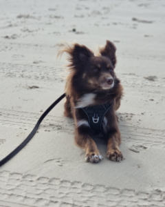 A close-up vertical portrait of Monte, a mahogany Miniature American Shepherd, lying down on the pale sand of Mermaid Beach. He is wearing a black harness and is attached to a long lead. His ears are blowing in the wind as he looks off-camera with a content expression. Tire tracks and paw prints are visible in the sand around him.