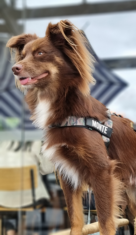 A close-up profile shot of Monte, a brown Miniature American Shepherd with a white chest and tan markings. He is standing alertly with a happy expression and his tongue slightly out. He is wearing a forest-green camouflage harness featuring a black name patch that clearly says "MONTE" in white. The background is a blurred outdoor cafe setting with a blue and white striped umbrella.