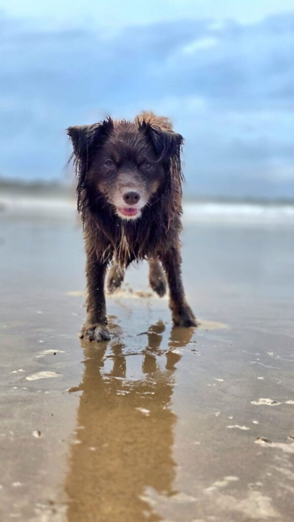 A front-on, low-angle portrait of Monte, a mahogany-brown Miniature American Shepherd, standing on wet sand at Culburra Beach. His long fur is wet and dark, and his reflection is clearly visible in the damp sand as he looks directly into the lens with a focused expression.