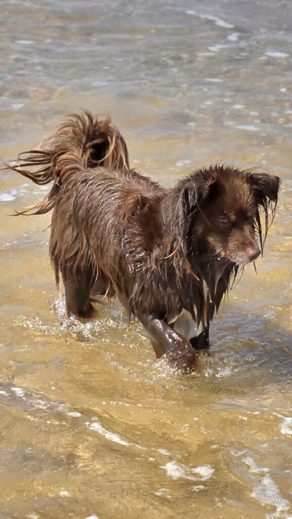 A full-body shot of Monte, a mahogany-brown Miniature American Shepherd, wading through shallow, clear ocean water at Culburra Beach. His long fur is completely wet and spiked, and he is looking toward the shore with a determined expression.