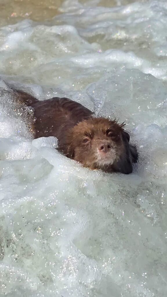 A close-up action shot of Monte, a mahogany-brown Miniature American Shepherd, swimming through white sea foam at Culburra Beach. Only his head and upper back are visible above the swirling water as he looks directly toward the camera.