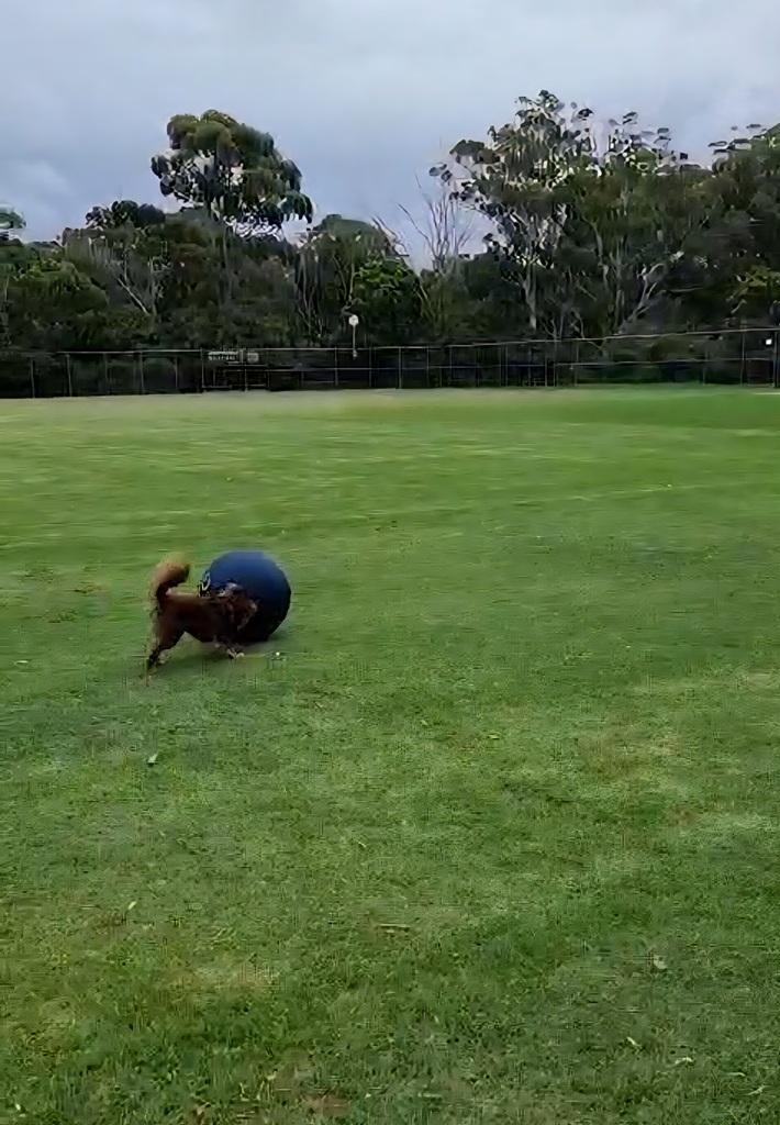 A wide action shot of Monte, a brown Miniature American Shepherd, herding a large navy blue CollieBall across a lush green field. The dog is in mid-motion, showing great focus and agility against a backdrop of trees and a grey sky.