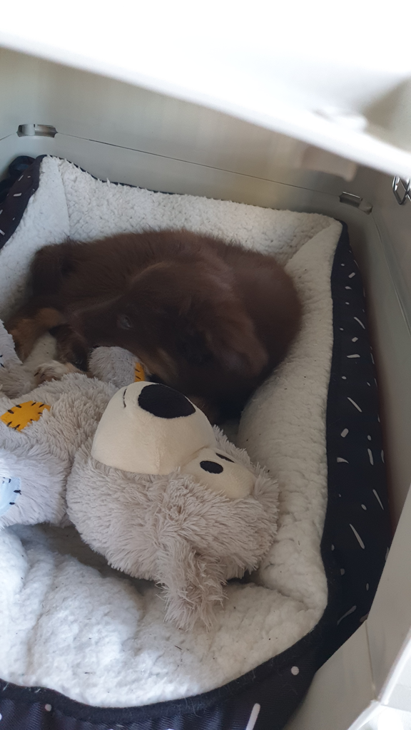 A top-down close-up shot of a young brown Miniature American Shepherd puppy sleeping soundly in a pet bed. The puppy is curled up next to a well-loved light brown plush KONG teddy bear. The bed has a white fleecy interior and a dark exterior with a minimalist white dash pattern. The scene is partially framed by the white interior of a travel crate.