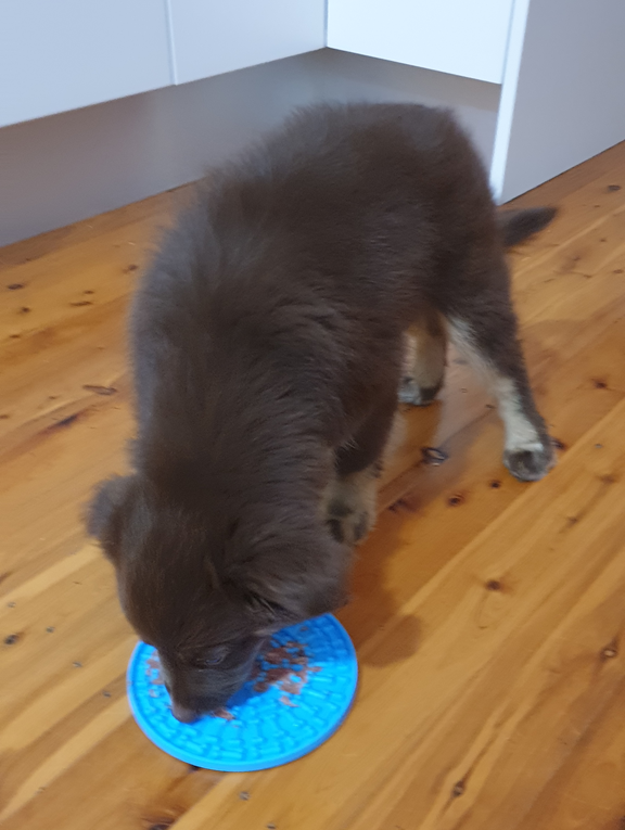 A vertical eye-level shot of a young brown Miniature American Shepherd puppy focused on a blue circular silicone Lickimat on a polished timber floor. The puppy has its head down, actively licking food from the textured surface of the mat. The background shows the corner of a clean, minimalist white kitchen.