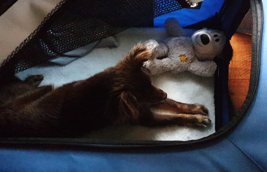 A vertical shot looking down into a blue fabric pet carrier. Inside, a brown Miniature American Shepherd lies on a white fleecy mat, sleeping soundly next to a well-loved light brown KONG teddy bear. The bear has a small orange patch on its chest. Black mesh panels are visible on the side and top of the carrier, which is illuminated by a warm, orange glow from below.