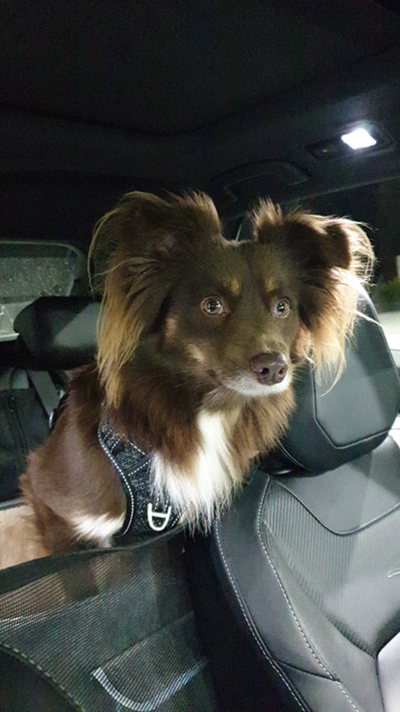 A close-up vertical shot of Monte, a mahogany Miniature American Shepherd, sitting in an elevated grey booster seat in the back of a car at night. The interior car light is on, illuminating his expressive face and fluffy ears. He is wearing a black harness and looking forward with bright eyes. The dark upholstery of the car seat and a headrest are visible in the background.