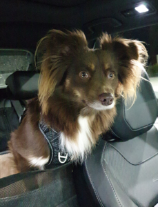 A close-up vertical shot of Monte, a mahogany Miniature American Shepherd, sitting in an elevated grey booster seat in the back of a car at night. The interior car light is on, illuminating his expressive face and fluffy ears. He is wearing a black harness and looking forward with bright eyes. The dark upholstery of the car seat and a headrest are visible in the background.