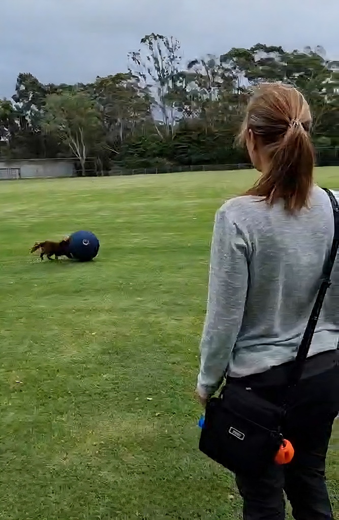 A wide-angle action shot on a large, open green field under an overcast sky. A woman in a light-coloured long-sleeved shirt and black trousers stands with her back to the camera, watching Monte. In the distance, Monte, the brown Miniature American Shepherd, is enthusiastically herding the large navy blue CollieBall across the grass.