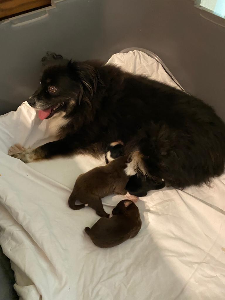 An eye-level shot of a black Miniature American Shepherd mother dog resting in a grey whelping box with her newborn puppies. The mother has long, dark fur with white markings on her chest and front paws, and she is looking off to the side with her tongue out. Three tiny puppies, two brown and one black with a white face, are huddled near her on a white fabric sheet.