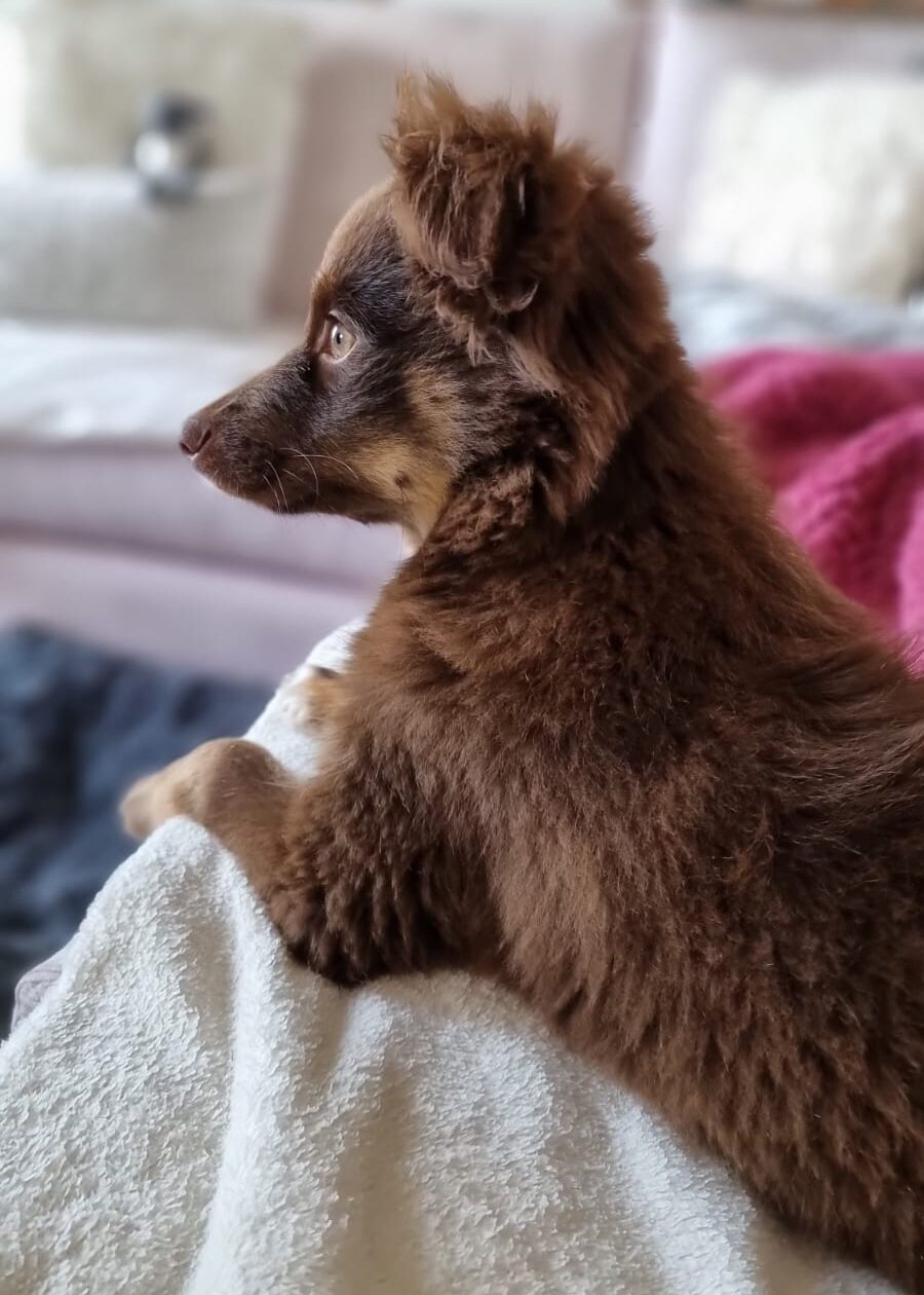 A profile shot of a fluffy brown puppy with tan markings on his face, resting his front paws on a white textured blanket. He is looking intently out of focus toward a window, with a soft cream couch and a vibrant crimson blanket visible in the background.