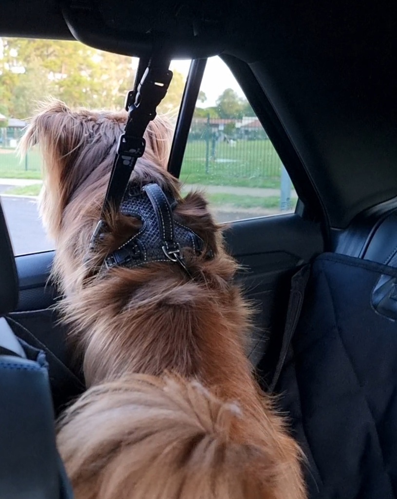 A brown Miniature American Shepherd stands in the back seat of a car, looking intently out the side window at a green park with a black fence. He is wearing a black mesh harness secured by a safety tether to the car's grab handle.
