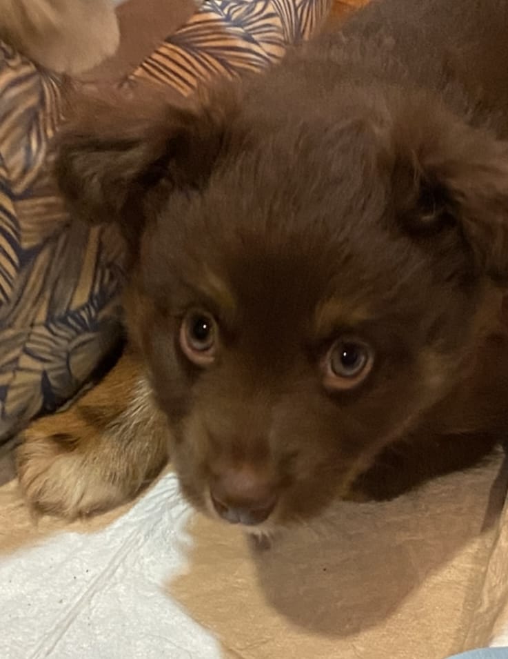 A vertical close-up shot of a young brown Miniature American Shepherd puppy with large, light-coloured eyes. The puppy is lying on a white textured surface with his front paw visible, featuring lighter tan fur. In the background, a cushion with a navy blue and tan tropical leaf pattern is visible.