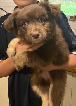 A vertical eye-level shot of a young brown Miniature American Shepherd puppy being held in a kitchen. The puppy has a thick, fluffy chocolate-coloured coat and exceptionally light, amber-coloured eyes that are looking directly at the camera. The background shows a white-tiled kitchen with a window looking out onto a green garden.