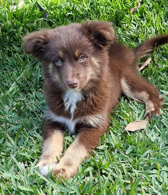 A young chocolate-brown Miniature American Shepherd puppy with tan markings and a white chest patch lies comfortably in lush green grass. He is resting with his front paws extended and his head up, looking directly at the camera with a calm expression.