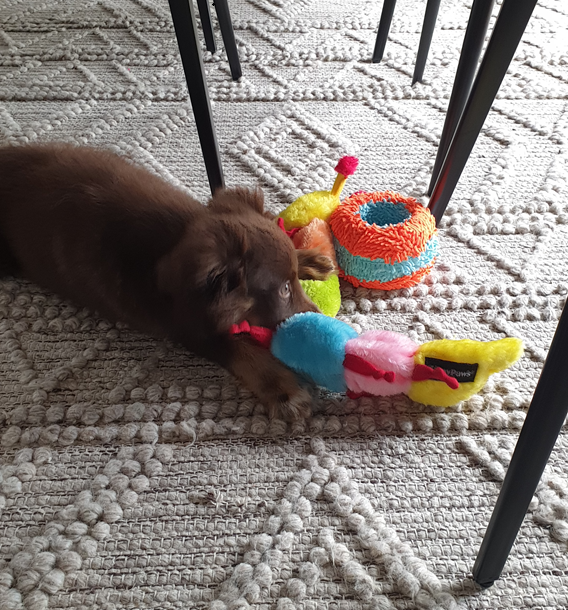 A young chocolate-brown Miniature American Shepherd puppy lies on a textured, light grey geometric-patterned rug beneath a dining table. He is intently chewing on a long, colourful plush caterpillar toy featuring bright segments of blue, pink, and yellow. Nearby on the rug are other vibrant plush toys, including a round orange and blue textured ring and a yellow squeaky toy. The puppy’s front paws are tucked under his chin as he focuses on his prize.
