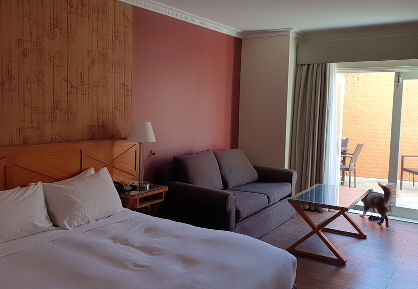 A bright, horizontal interior shot of a hotel room featuring a large bed with white linens and a wooden headboard against a tan patterned wallpaper. Next to a dark red accent wall, a brown sofa sits beside a glass-topped coffee table. A large glass door is open to a sun-drenched courtyard with terracotta-coloured walls and outdoor seating, where a mahogany dog is seen stepping outside