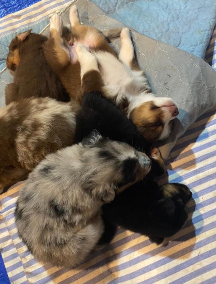 A top-down shot of a litter of young Miniature American Shepherd puppies, a few weeks old, piled together while sleeping. The litter includes a variety of coat colours: a blue merle, a black bi-colour, and a red tri-colour puppy lying on its back with its white belly and paws exposed. They are resting on a grey padded mat placed over a blue and white striped fabric surface.