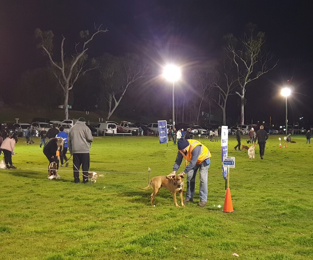 A night shot of a large, green grassy field illuminated by bright floodlights. Multiple people are scattered across the field with their dogs. In the foreground, a person in a high-visibility yellow vest leans over a tan dog near an orange cone and a sign that reads "New Members". A line of white cars is parked in the dark background.