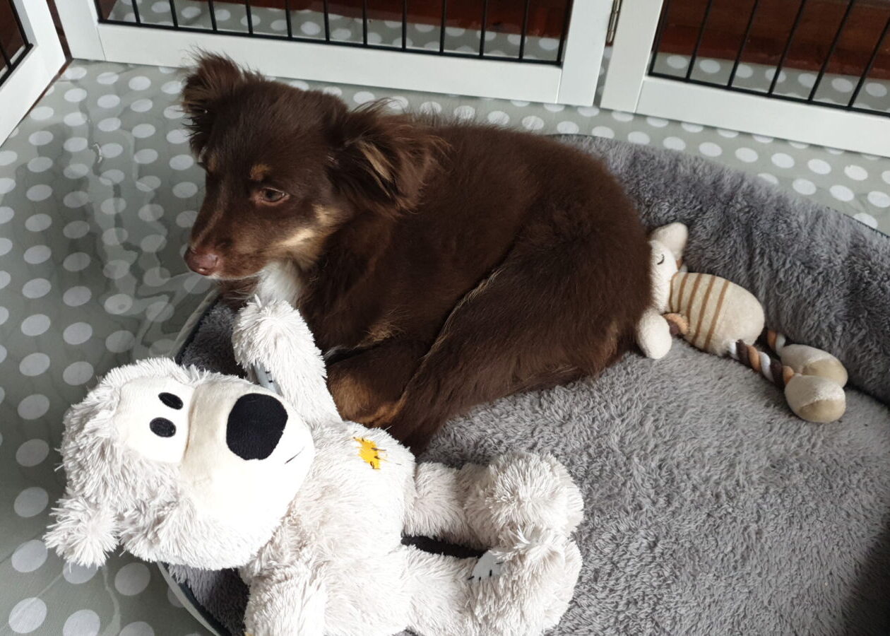 A young chocolate-brown Miniature American Shepherd puppy with tan markings and fluffy ears rests in a grey plush dog bed. He is lying down within a white-framed puppy pen that has a grey and white polka-dot floor mat. A large light grey stuffed bear toy and a smaller striped toy are scattered in the bed around him. The puppy is looking thoughtfully toward the left of the frame.