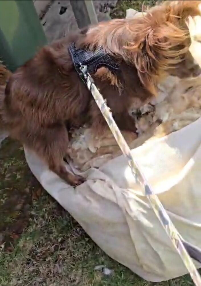 Monte is shown standing inside a large white sack filled with freshly shorn sheep wool.