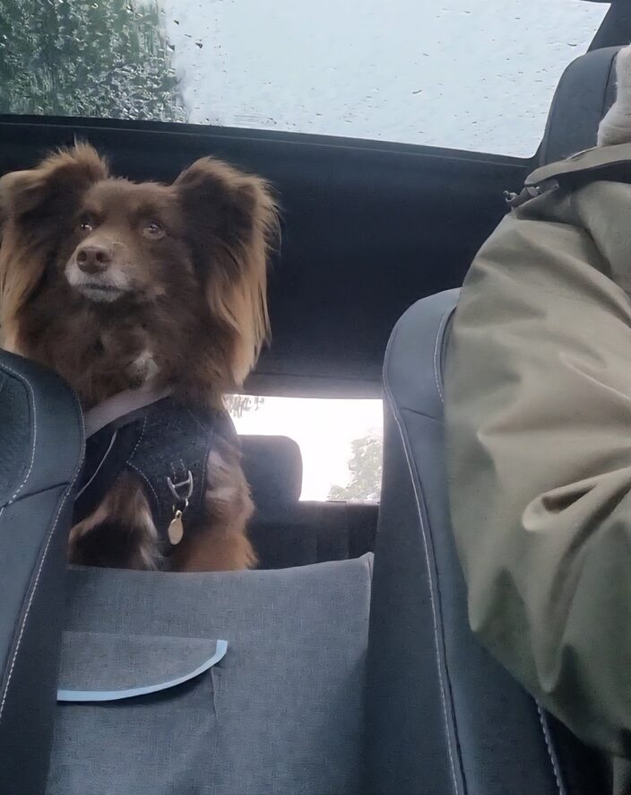 A view from the front seat of a car looking back at Monte, a brown Miniature American Shepherd with large, fluffy ears. He is sitting alertly in his elevated car seat, wearing a dark harness. Raindrops are visible on the glass of the sunroof above him. To the right, the shoulder of a person wearing an olive-green raincoat is visible.