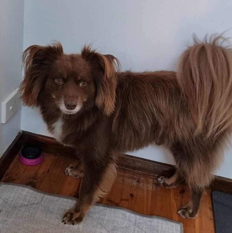 A full-body, eye-level shot of Monte, a brown Miniature American Shepherd with a fluffy tail and alert ears, standing on a polished timber floor. He is looking directly at the camera with a steady, expectant gaze. In the corner behind him, a single pink recordable communication button sits on the floor next to a grey rug. The scene is simple and uncluttered, highlighting the intentionality of the moment.