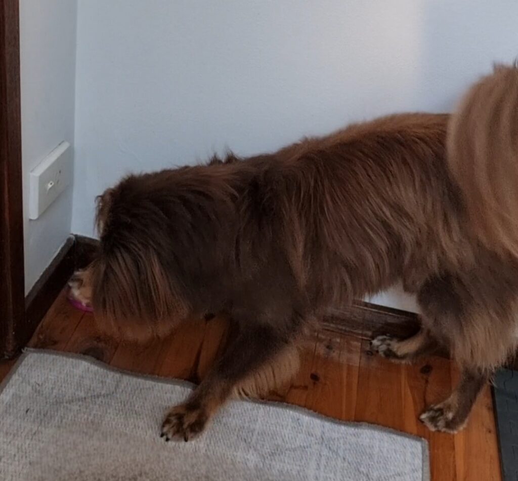 A close-up, high-angle action shot of Monte, a brown Miniature American Shepherd, stepping on a pink recordable communication button. His front paw is planted firmly on the black center of the button, depressing it. His long, fluffy tail is visible curved to the right. The button is placed on a polished timber floor next to a white wall baseboard and a grey rug.