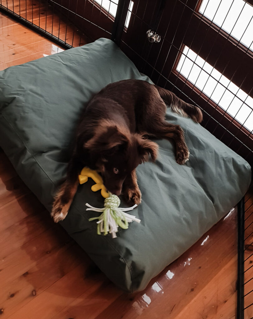 A September 2022 high-angle photo of a young, brown Miniature American Shepherd named Monte lying on a green Kmart dog bed. He is focused on chewing a yellow and white rope toy, while a black metal puppy pen and a wooden floor surround him