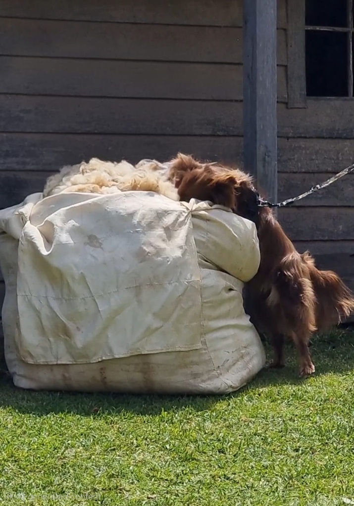 Monte is standing on his hind legs, leaning his front paws and head against the side of the large wool sack.