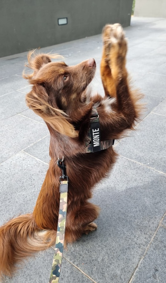 A brown Miniature American Shepherd sits on a grey tiled pavement, performing a "beg" or "sit pretty" trick with his front paws raised. He is wearing a camouflage-patterned harness with a black patch that says "MONTE" in white capital letters. A matching camouflage lead is attached.