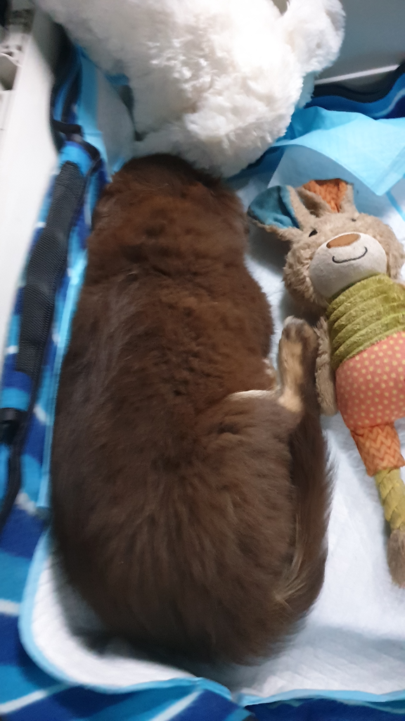A top-down shot of Monte, a chocolate-brown Miniature American Shepherd puppy, curled up and sleeping deeply during his drive home. He is nestled on a white absorbent pad inside a blue and black fabric carrier. Beside him lies a tan and orange plush rabbit toy with a stitched smile, and the corner of a white fluffy Snuggle Puppy is visible at the top of the frame.