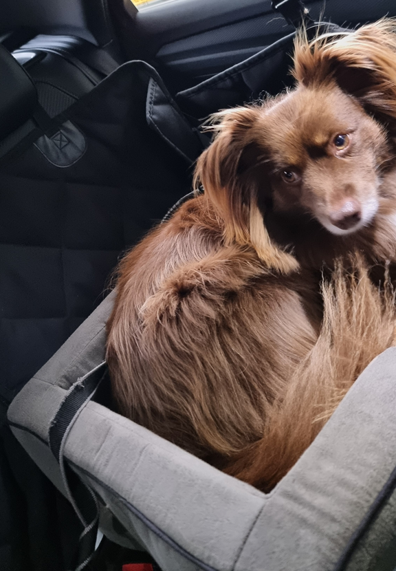 A fluffy brown Miniature American Shepherd puppy is curled up inside a grey, padded booster seat. The booster seat is positioned on the back seat of a car, which is protected by a black quilted Pawmanity hammock. Monte is looking toward the camera with his head resting on the edge of the seat.