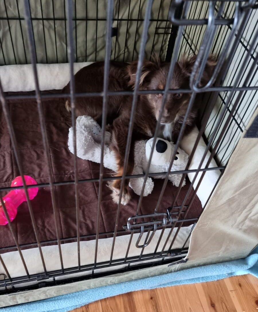 A chocolate-brown Miniature American Shepherd puppy rests inside a black wire dog crate. The crate is lined with a plush white and grey bolster bed and sits on a polished timber floor. In one image, the puppy lies with its chin on the edge of the bed, looking through the bars. In another, the puppy is curled up snoozing, hugging a large light grey plush bear toy, with a bright pink chew toy nearby.