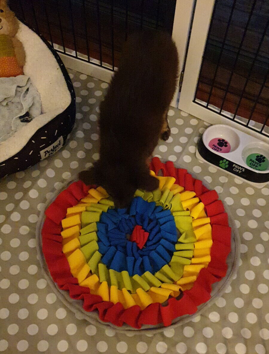 A high-angle shot of a young chocolate-brown Miniature American Shepherd puppy using a round snuffle mat. The mat features concentric circles of ruffled fabric in vibrant red, yellow, green, and blue. The puppy has his nose buried in the centre of the mat, searching for treats. The activity is taking place on a grey and white polka-dot floor mat inside a white-framed puppy pen, with a double water bowl nearby.