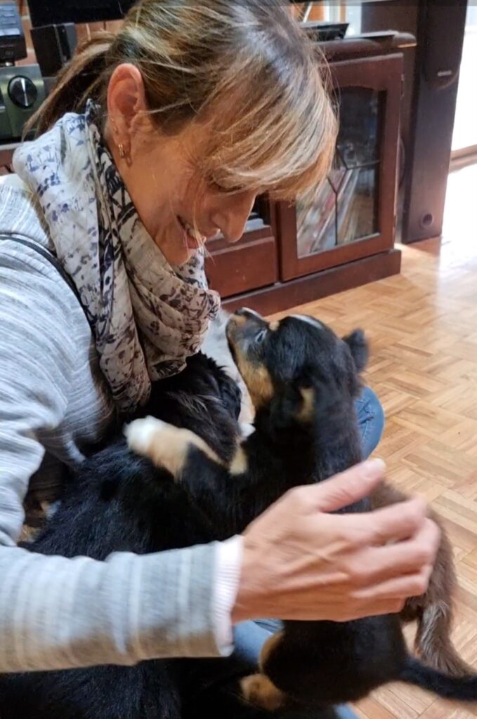 A side-profile shot of a woman with her hair pulled back in a ponytail, wearing a grey striped hoodie and a patterned infinity scarf, smiling down at a group of puppies. She is sitting on a parquet timber floor and holding a black tri-colour Miniature American Shepherd puppy that is reaching up toward her face. Another puppy is partially visible in her lap, and the background shows a wooden cabinet and tiled flooring.