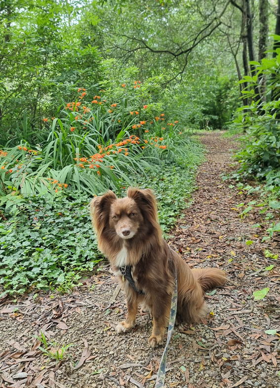 Monte, a brown Miniature American Shepherd with distinctively large, fluffy ears, sits patiently on a forest path covered in dry leaves and pebbles. He is wearing a dark harness and is on a lead. Behind him, vibrant orange flowers bloom amidst dense green foliage and tall trees, creating a peaceful garden setting.