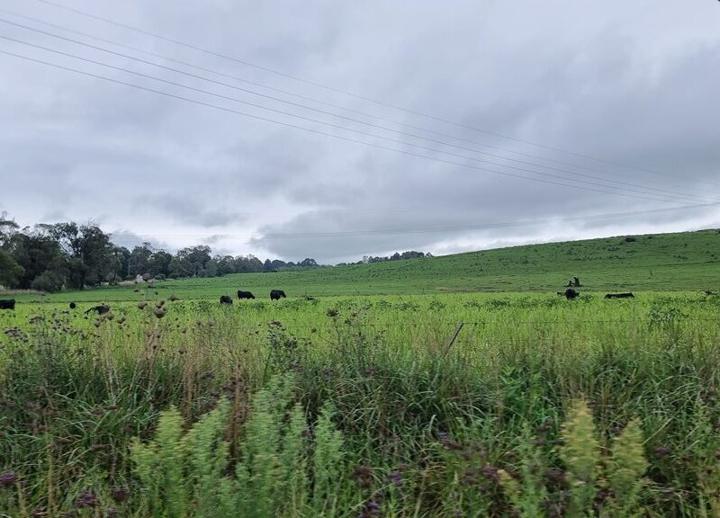 A wide landscape view of the Southern Highlands under a cloudy sky. A lush green pasture filled with grazing black cattle is bordered by tall grass and wildflowers in the foreground, with rolling hills and power lines stretching across the background