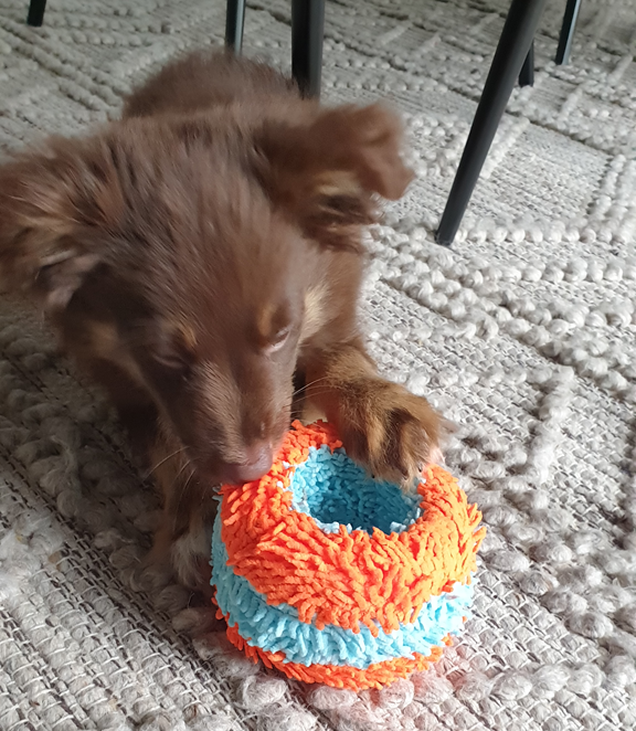 : A close-up of a brown Miniature American Shepherd puppy's head and paws as he intently chews on a bright orange and light blue textured ring toy on a cream geometric rug.