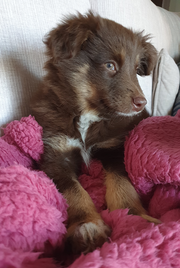 A young chocolate-brown Miniature American Shepherd puppy with tan markings and a white chest patch sits on a light-coloured couch, nestled among crimson red, fluffy blankets. He is looking intently out of the frame toward the balcony.