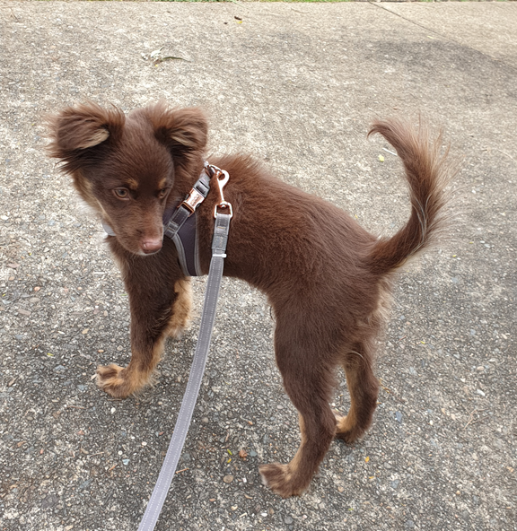 A vertical eye-level shot of a young brown Miniature American Shepherd puppy standing on a concrete driveway. The puppy is wearing a dark grey Rogz harness with rose-gold-coloured hardware and a matching grey lead. He is looking down and to the left, with his fluffy tail slightly curled. The background shows a brick wall, some green shrubbery, and concrete stairs.