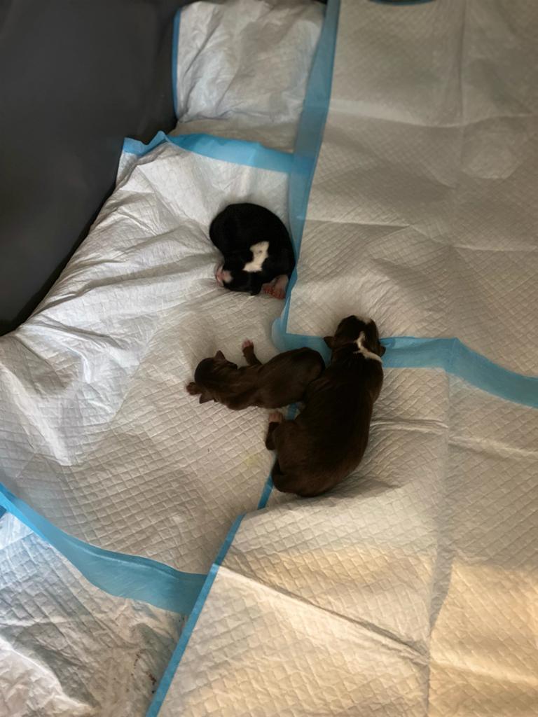 A top-down shot of three newborn Miniature American Shepherd puppies, only a few days old, huddling together on white and blue disposable puppy pads. Two of the puppies have dark brown coats with white markings on their necks, while the third is black with a distinctive white blaze on its face and white paws. The puppies are curled up in a corner against a dark grey wall