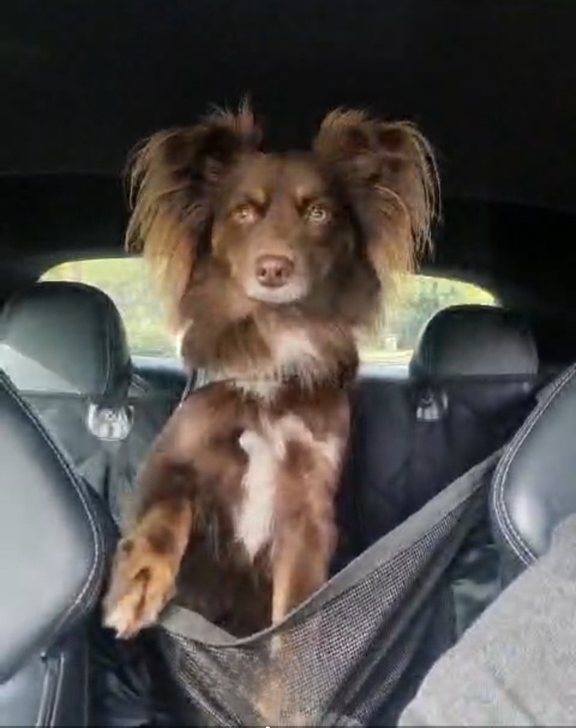 A brown Miniature American Shepherd stands alert in his car hammock, peering over the center console toward the front windshield. He is framed by the black leather headrests of the front seats, with his large, fluffy ears held high.