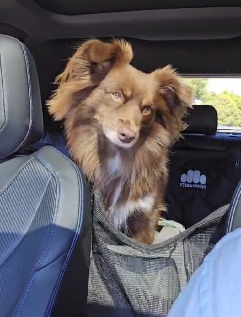 A brown Miniature American Shepherd with fluffy ears tilts his head curiously toward the camera. He is sitting inside a black Pawmanity Deluxe Hammock with a mesh viewing window, looking over the back of the front passenger seat.