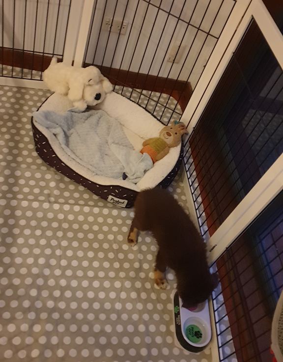 A brown puppy stands inside a white wooden playpen with vertical black wire bars, leaning over a double-sided food and water bowl. The pen is lined with a grey and white polka-dot mat and contains a patterned plush dog bed with a blue blanket and soft toys.