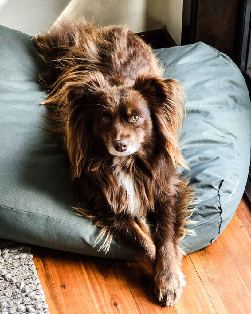Battle-Tested Kmart Dog Bed - Monte's Verdict. A close-up, eye-level shot of Monte, a mahogany-brown Miniature American Shepherd with long, feathered fur, lying alertly on a large green Kmart ultra-tough dog bed. His front paws are crossed, and he is looking directly at the camera