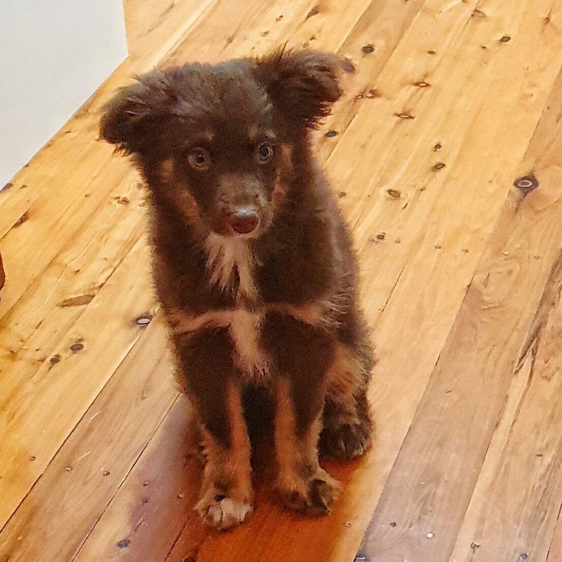A chocolate-brown Miniature American Shepherd puppy with tan and white markings sits attentively on a polished timber kitchen floor. He has fluffy, slightly floppy ears and is looking directly at the camera with a focused expression.