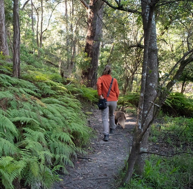 A woman from behind, wearing an orange fleece and tan hiking trousers, walks down a narrow, shaded dirt path lined with lush green ferns and tall gum trees. She is wearing the black Stylish Hound OG Pouch 3.0 slung over her shoulder. Monte, the brown Miniature American Shepherd, walks closely beside her on the trail.