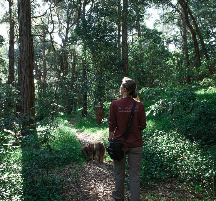 A woman with her hair tied back in a bun, wearing a long-sleeved maroon Kathmandu top and tan hiking trousers, stands on a sun-dappled forest trail. She is looking up into the canopy of tall eucalyptus trees. She is wearing the black Stylish Hound OG Pouch 3.0 slung across her body. Monte, the brown Miniature American Shepherd, is sniffing the ground on the path just ahead of her.